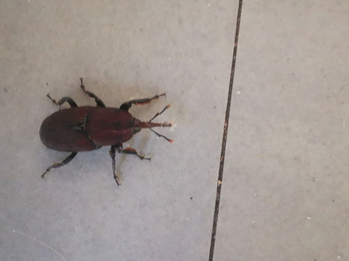 Red palm weevil
