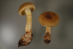 Cortinarius cotoneus