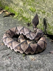 Deinagkistrodon acutus