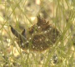 Polycera melanosticta