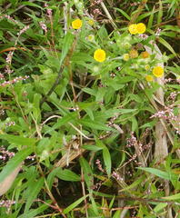 Pulicaria scabra