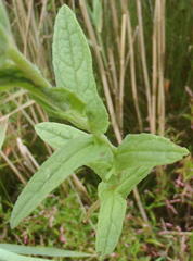 Pulicaria scabra