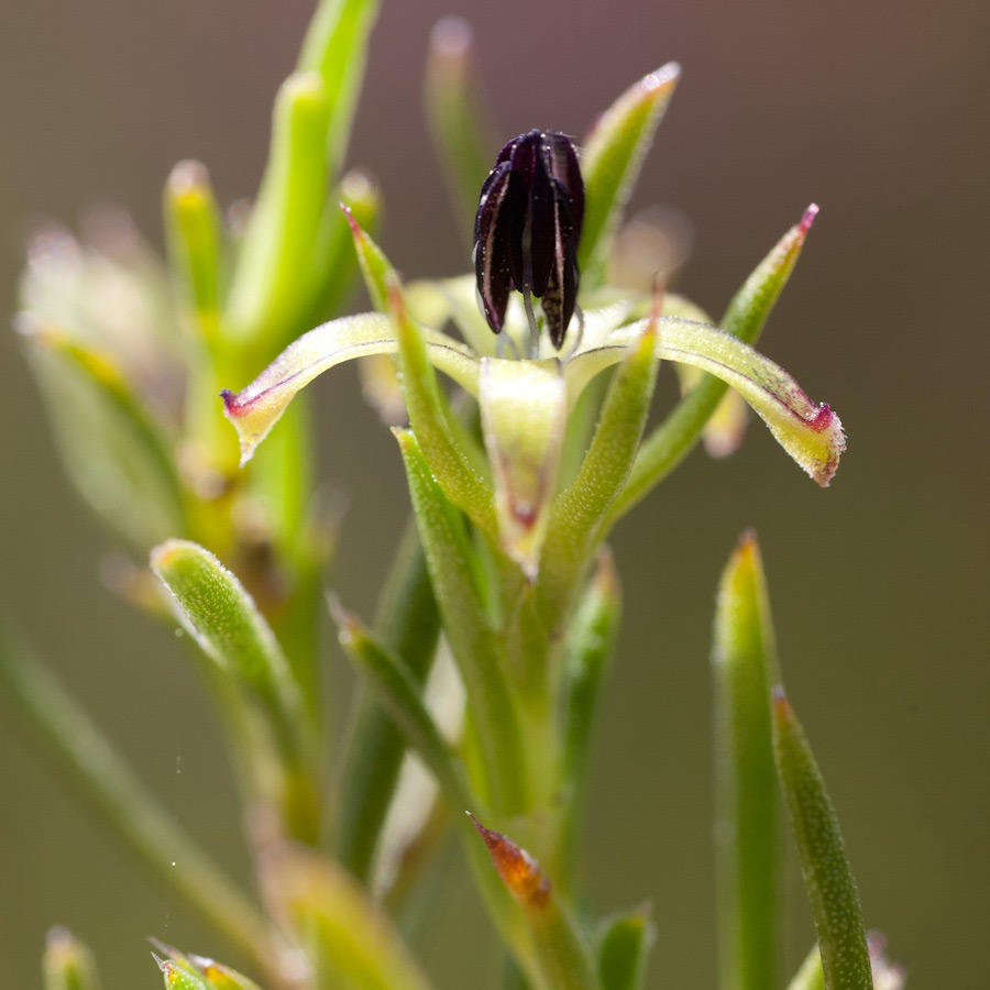 Carpacocinae