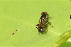 Chalcosyrphus anthreas