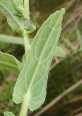 Pulicaria scabra