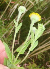 Pulicaria scabra