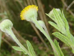 Pulicaria scabra