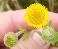 Pulicaria scabra