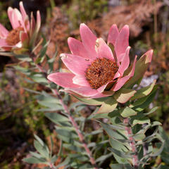 Leucadendron sessile