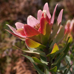 Leucadendron sessile