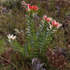 Leucadendron sessile