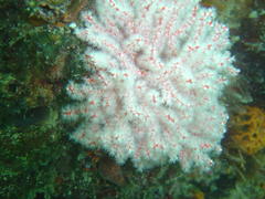 Melithaea rubra