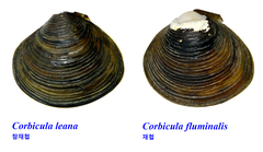 Corbicula fluminea