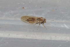 Ceanothia ceanothi