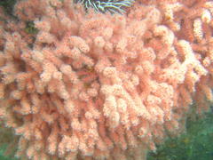 Melithaea rubra