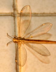 Macronemurus tinctus