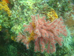 Melithaea rubra