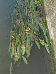 Potamogeton wrightii