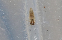 Ceanothia ceanothi