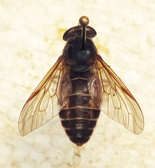 Hybomitra frontalis