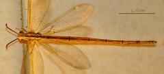 Macronemurus tinctus