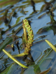 Potamogeton wrightii