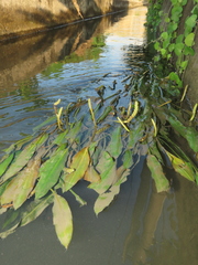 Potamogeton wrightii