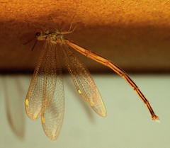 Macronemurus tinctus