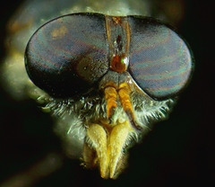 Hybomitra frontalis