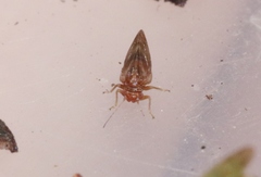 Euglyptoneura minuta