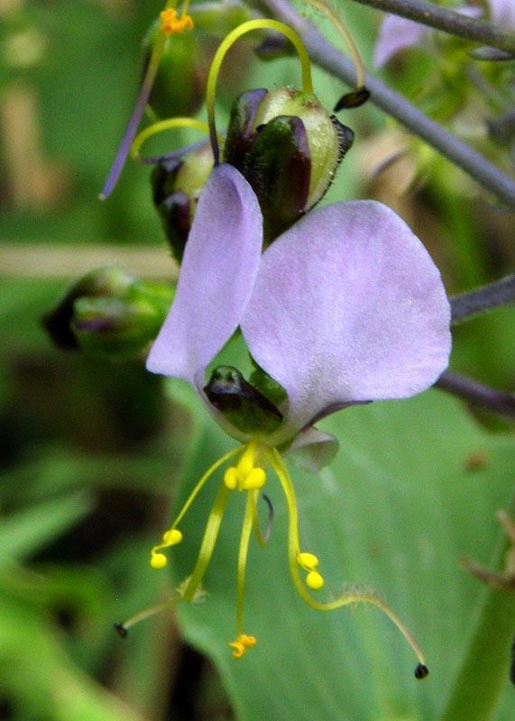 Aneilema dregeanum