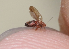 Euglyptoneura minuta