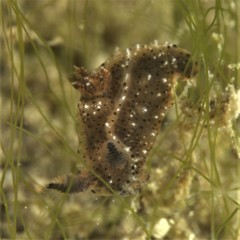 Polycera melanosticta