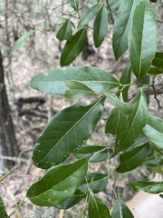 Cryptocarya bidwillii