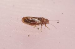 Euglyptoneura minuta