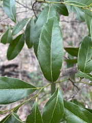 Cryptocarya bidwillii