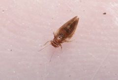 Euglyptoneura minuta