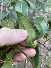Cryptocarya bidwillii