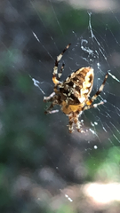 Araneus diadematus