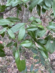 Cryptocarya bidwillii