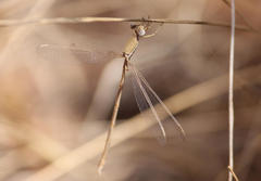 Lestes pallidus