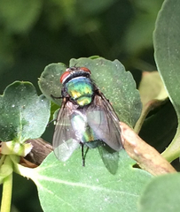 Brachycera
