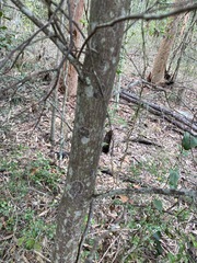 Cryptocarya bidwillii