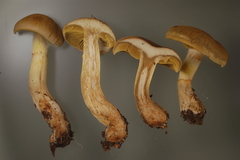 Cortinarius cotoneus