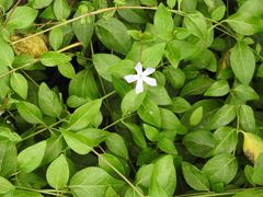 Vinca difformis