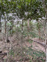 Cryptocarya bidwillii