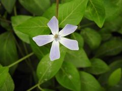 Vinca difformis