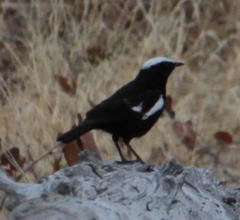 Myrmecocichla arnotti