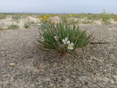 Nerisyrenia linearifolia