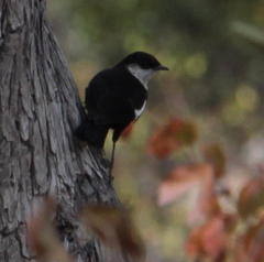 Myrmecocichla arnotti